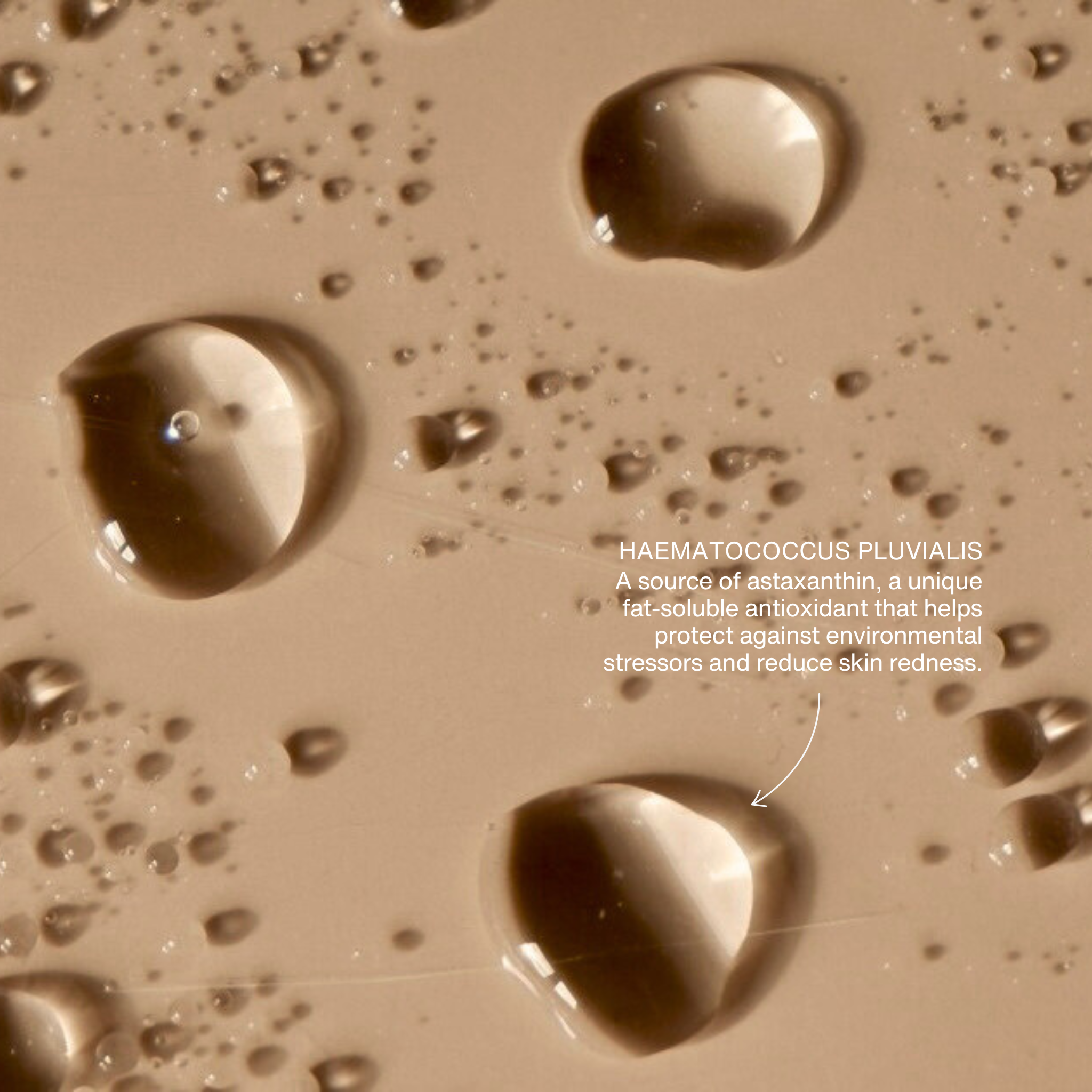 COLE Skin & Supplements - Barrier Protection Essence